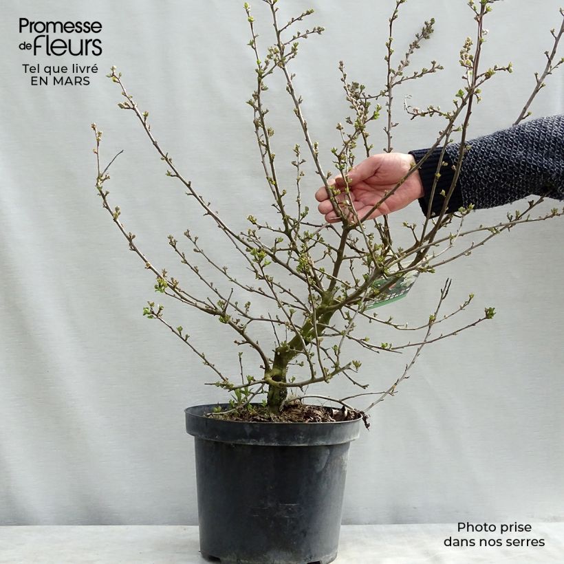 Exemplaar van Malus toringo Tina - Sierappel Pot van 7,5 l/10 l zoals geleverd in de winter