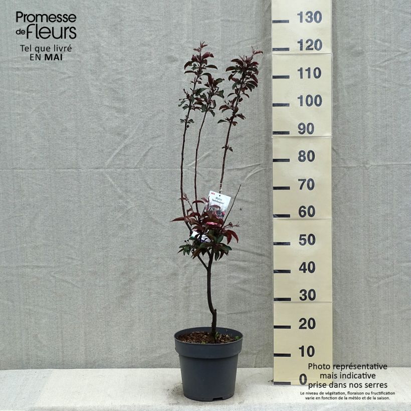Exemplaar van Malus Dark Rosaleen - Sierappel Pot van 6 l/7 l zoals geleverd in de lente