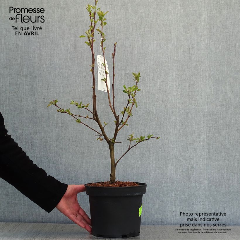 Example of Malus Golden Hornet - Sierappel Pot van 4 l/5 l as you get in printemps