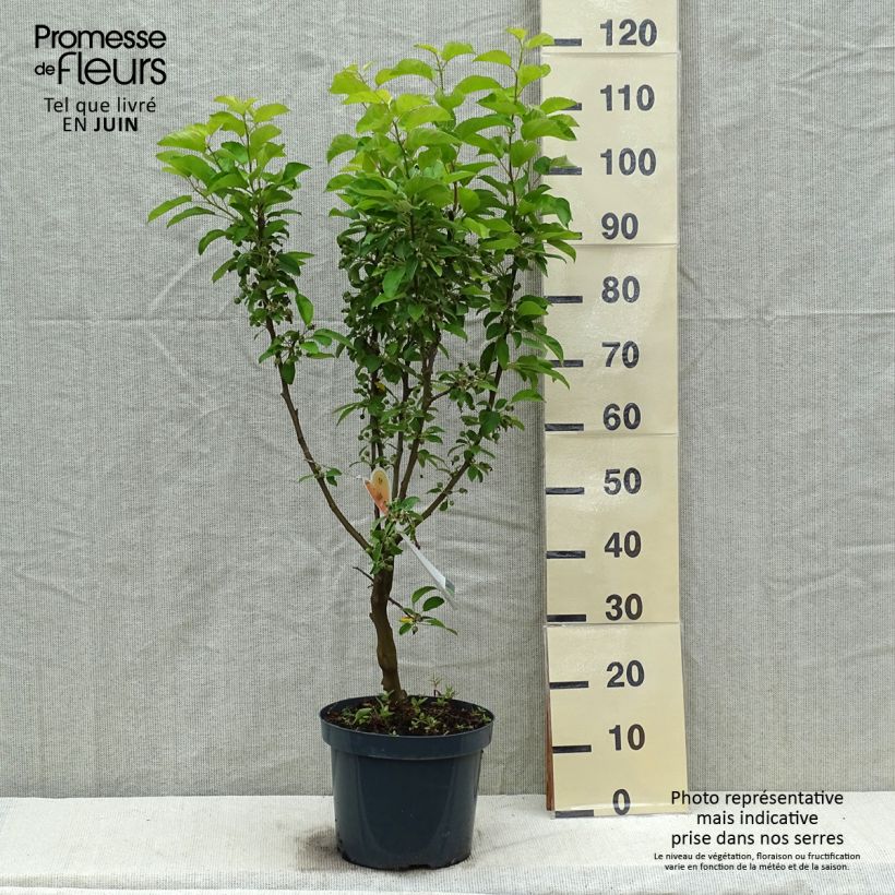 Example of Malus Golden Hornet - Sierappel Pot van 6 l/7 l as you get in printemps