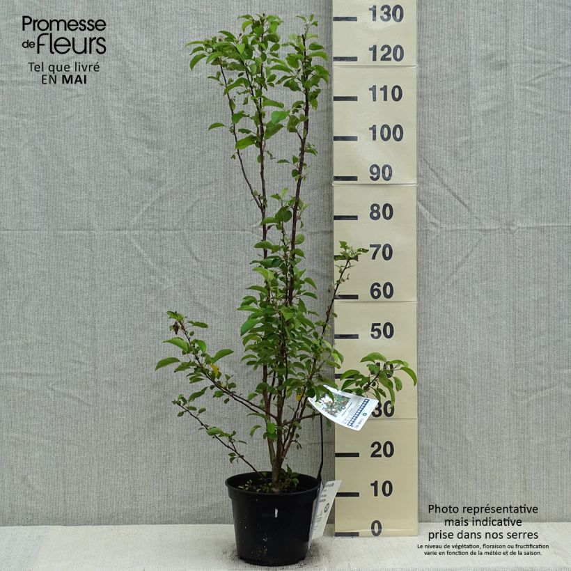 Example of Malus Evereste Perpetu - Sierappel Pot van 3 l/4 l as you get in printemps