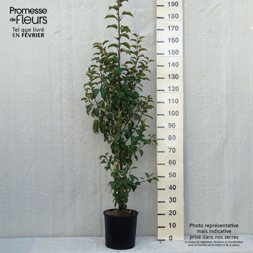 Exemplaar van Malus Evereste Perpetu - Sierappel Pot van 6 l/7 l, Struik zoals geleverd in de herfst