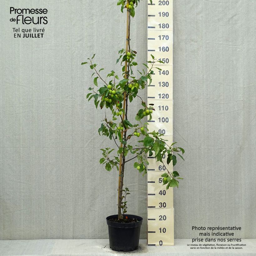 Exemplaar van Malus Evereste Perpetu - Sierappel Pot van 6 l/7 l, Struik zoals geleverd in de zomer