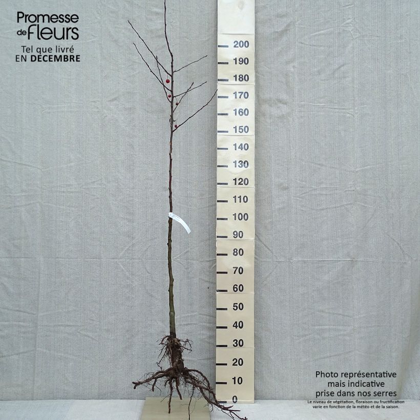 Example of Malus Evereste Perpetu - Sierappel Naakte wortel, Half-hoge stam as you get in hiver