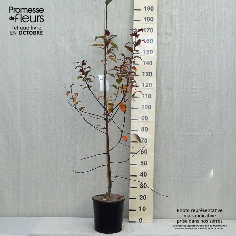 Exemplaar van Malus Prairiefire - Sierappel Pot van 12 l/15 l, Kroonhoogte zoals geleverd in de herfst