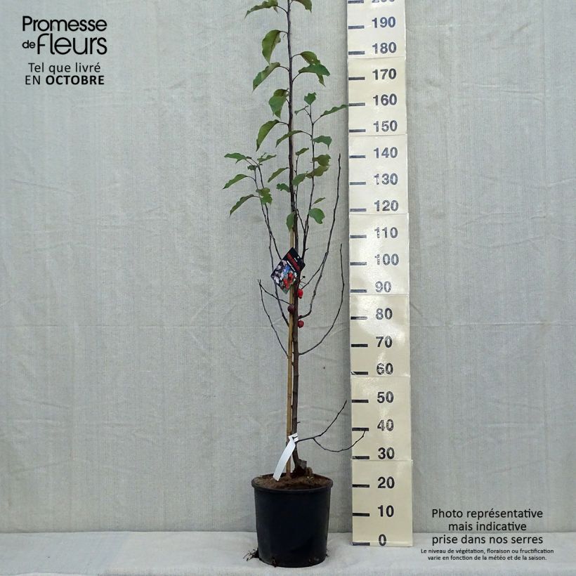 Exemplaar van Malus Red Obelisk - Sierappel Pot van 12 l/15 l zoals geleverd in de herfst