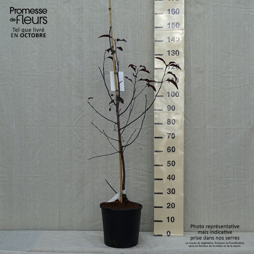 Exemplaar van Malus Royalty - Sierappel Pot van 7,5 l/10 l zoals geleverd in de herfst
