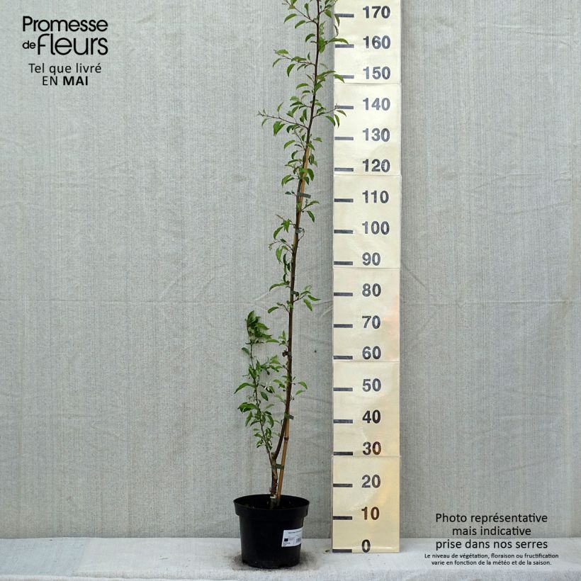 Exemplaar van Malus toringo Brouwers Beauty - Sierappel Pot van 4 l/5 l zoals geleverd in de lente