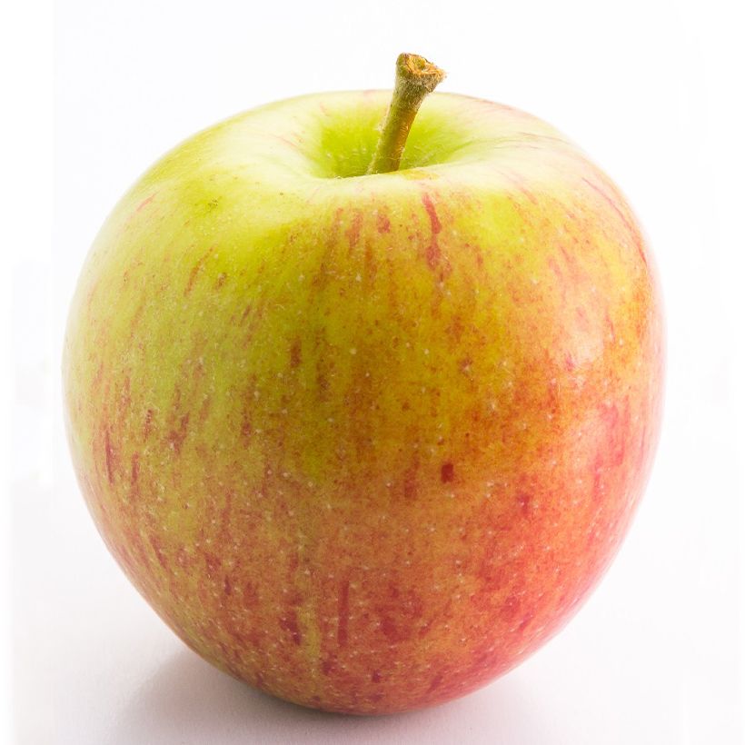 Dwergappelboom Delicado (Oogst)