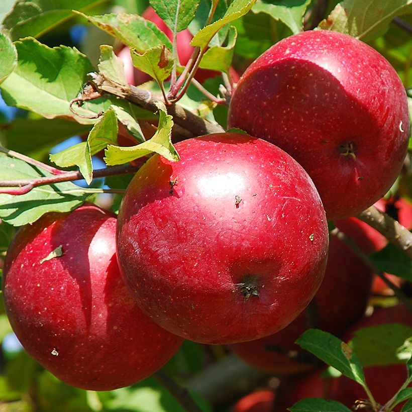 Dwergappelboom Fruit Me Apple Me Red Gala (Oogst)