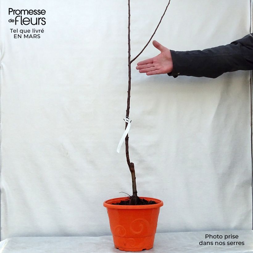 Example of Dwergappelboom Garden Sun Red Pot van 6 l/7 l, Kwartstam as you get in printemps