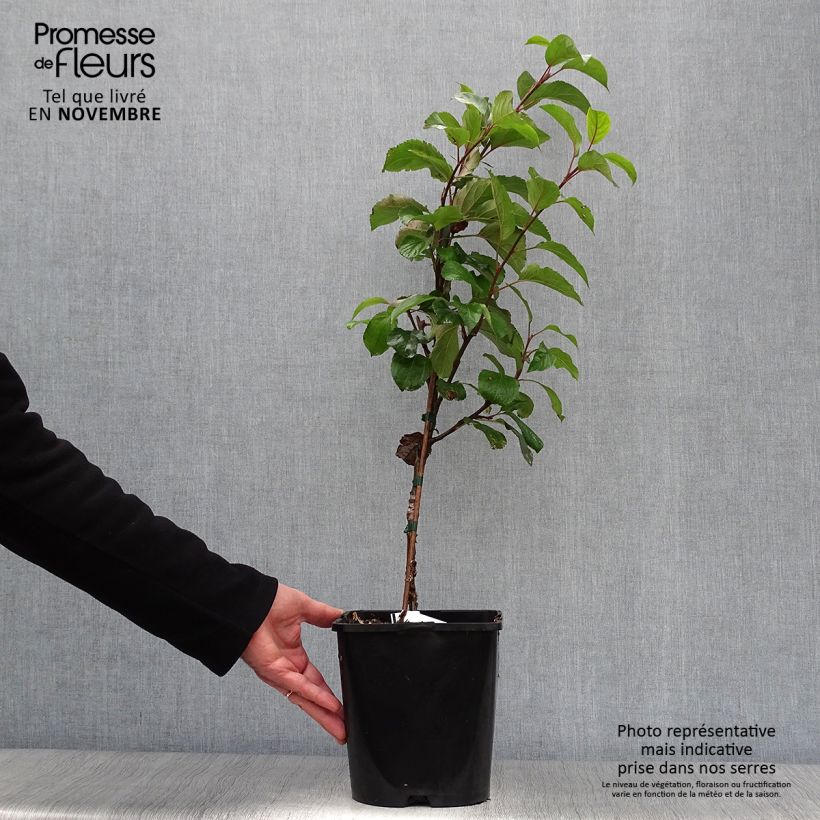 Exemplaar van Dwergappelboom Fruit Me Apple Me Yellow Golden (autofertiel) Pot van 4 l/5 l, Dwerg zoals geleverd in de herfst