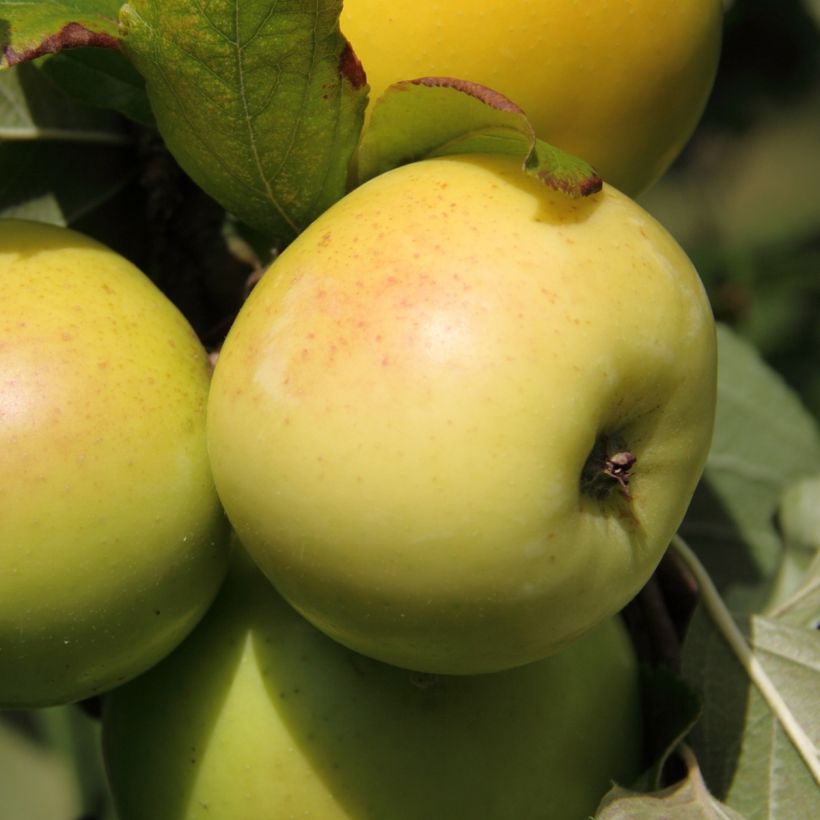 Dwergappelboom Fruit Me Apple Me Yellow Golden (autofertiel) (Oogst)