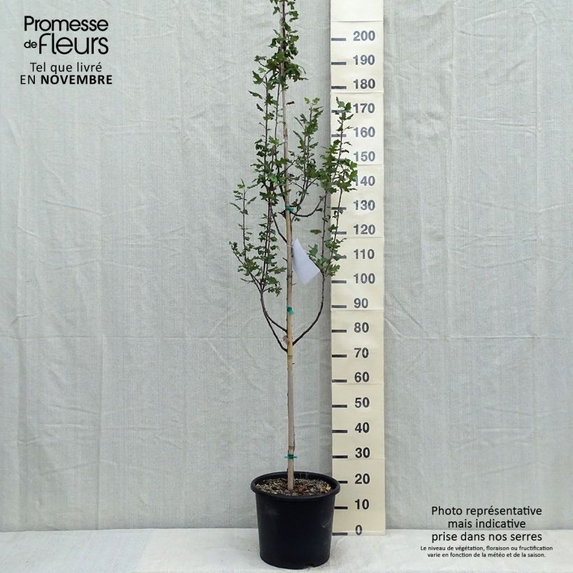 Exemplaar van Malus trilobata - Sierappel Pot van 12 l/15 l zoals geleverd in de herfst