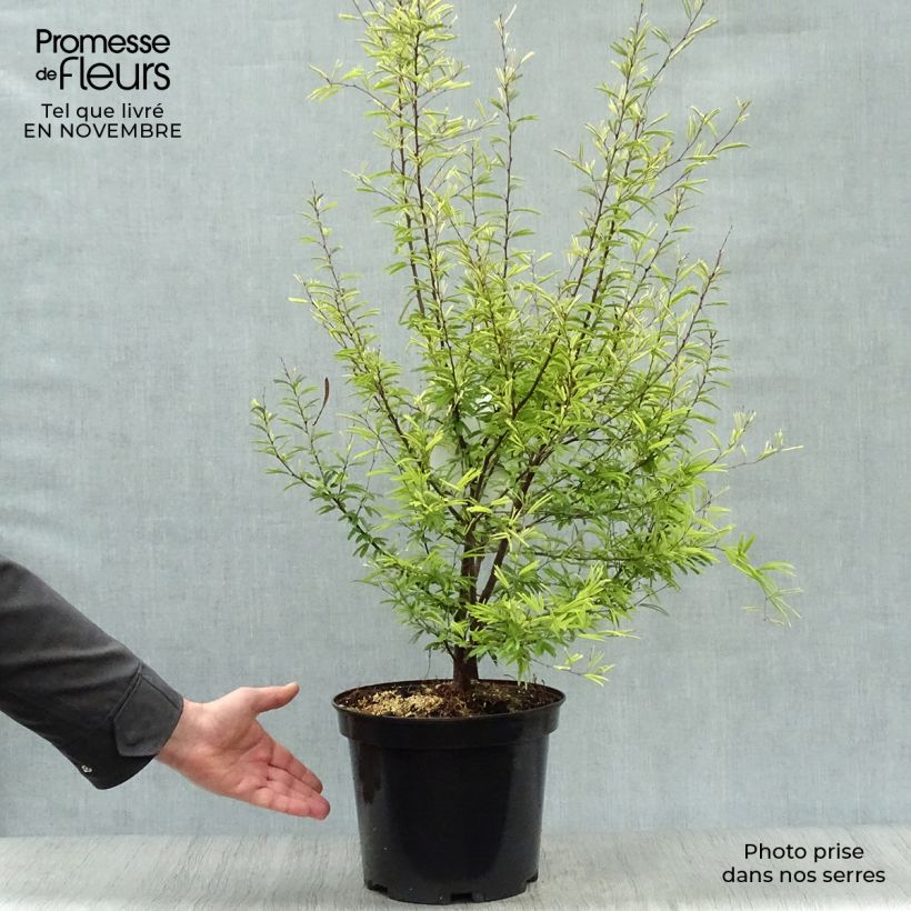 Exemplaar van Calliandra surinamensis - Surinaamse poederkwast Pot van 7,5 l/10 l zoals geleverd in de herfst