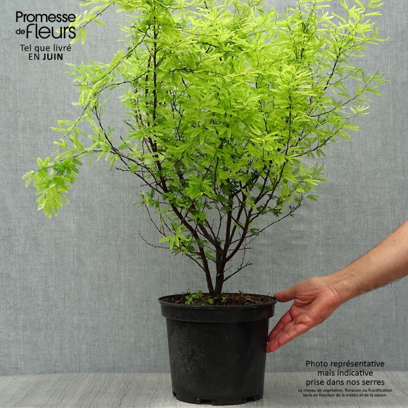 Exemplaar van Calliandra surinamensis - Surinaamse poederkwast Pot van 7,5 l/10 l zoals geleverd in de zomer