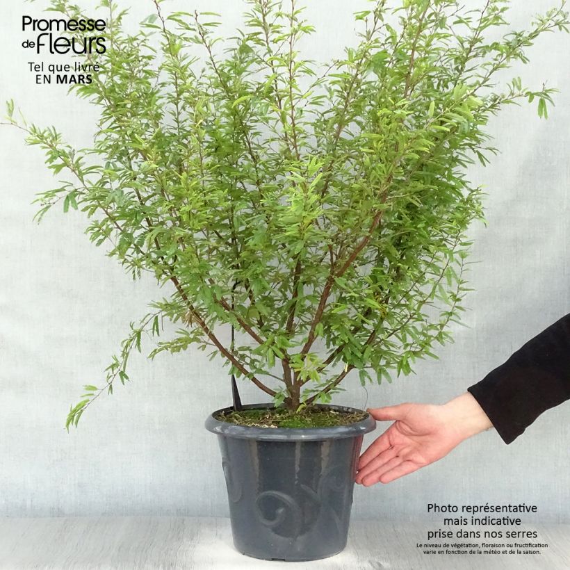 Exemplaar van Calliandra surinamensis - Surinaamse poederkwast Pot van 7,5 l/10 l zoals geleverd in de lente