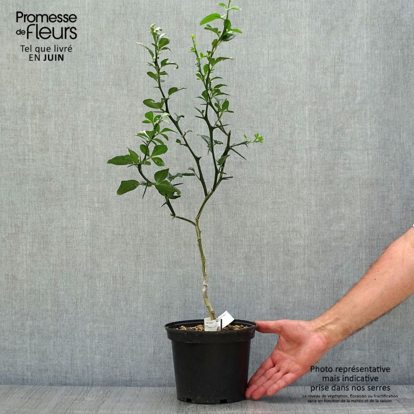 Exemplaar van Poncirus trifoliata - Wilde citroen Pot van 3 l/4 l zoals geleverd in de zomer