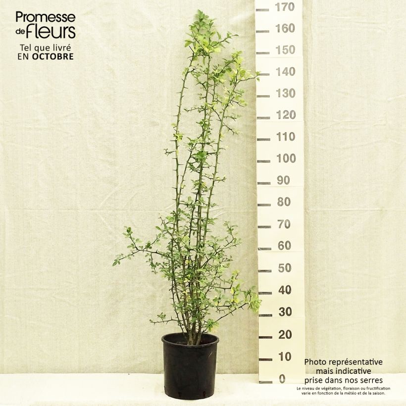 Exemplaar van Poncirus trifoliata - Wilde citroen Pot van 7,5 l/10 l zoals geleverd in de herfst