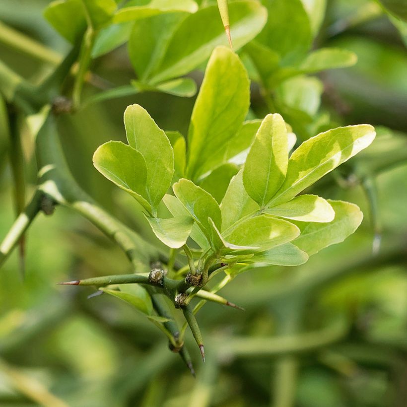 Poncirus trifoliata Flying Dragon - Wilde citroen (Blad)