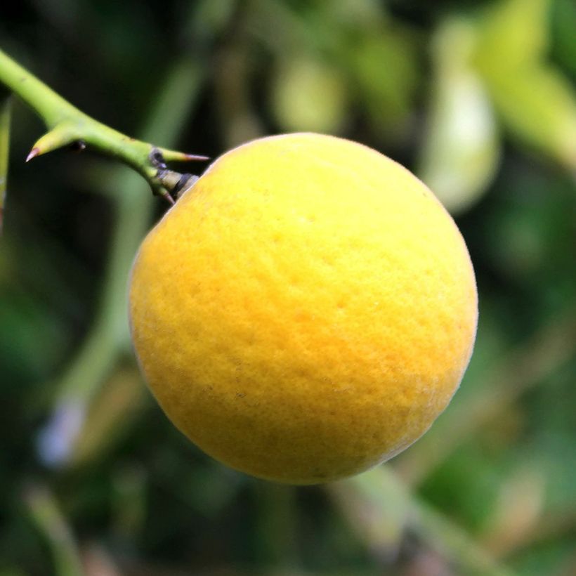 Poncirus trifoliata Flying Dragon - Wilde citroen (Oogst)
