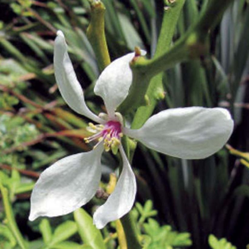 Poncirus trifoliata - Wilde citroen (Bloei)