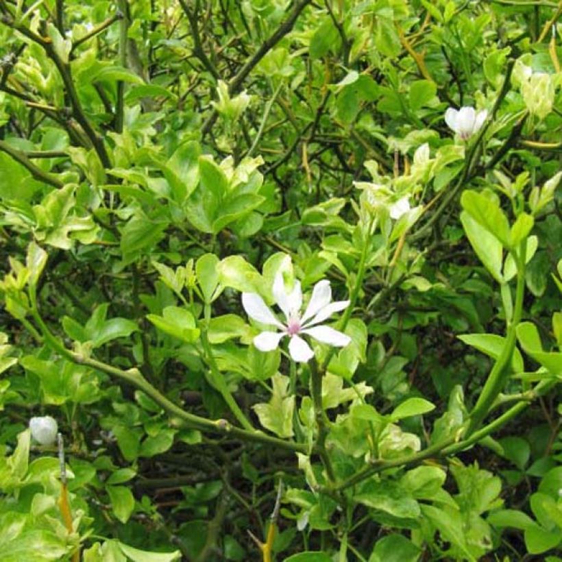 Poncirus trifoliata - Wilde citroen (Groeiplaats)