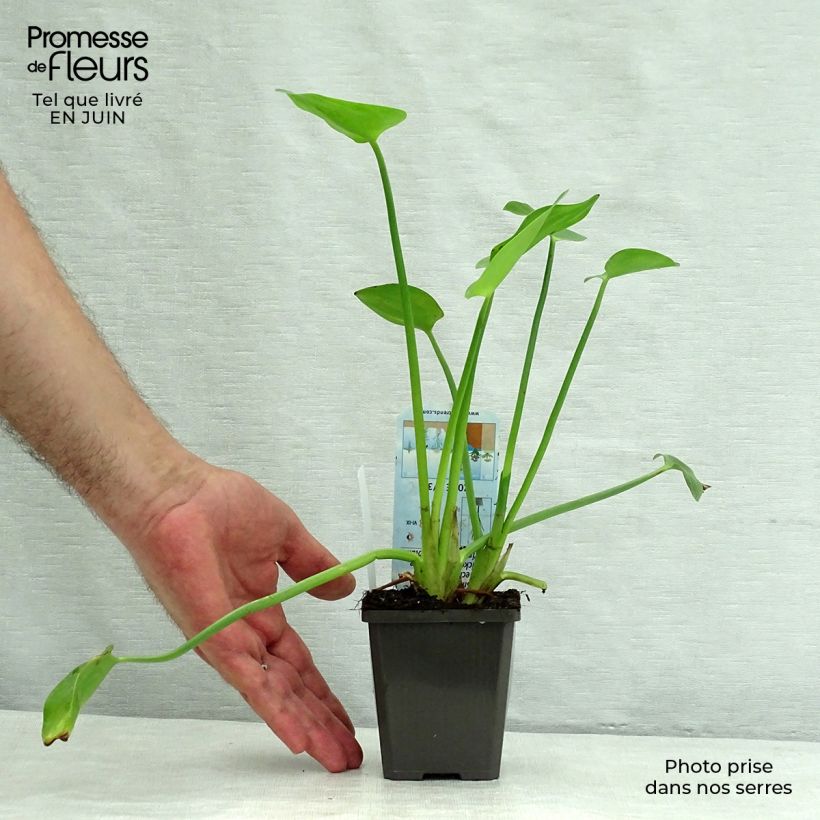 Exemplaar van Pontederia cordata White Pike - Moerashyacint Kweekpotje van 8/9 cm zoals geleverd in de zomer