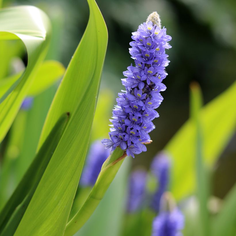 Pontederia lanceolata - Reuzensnoekkruid (Bloei)