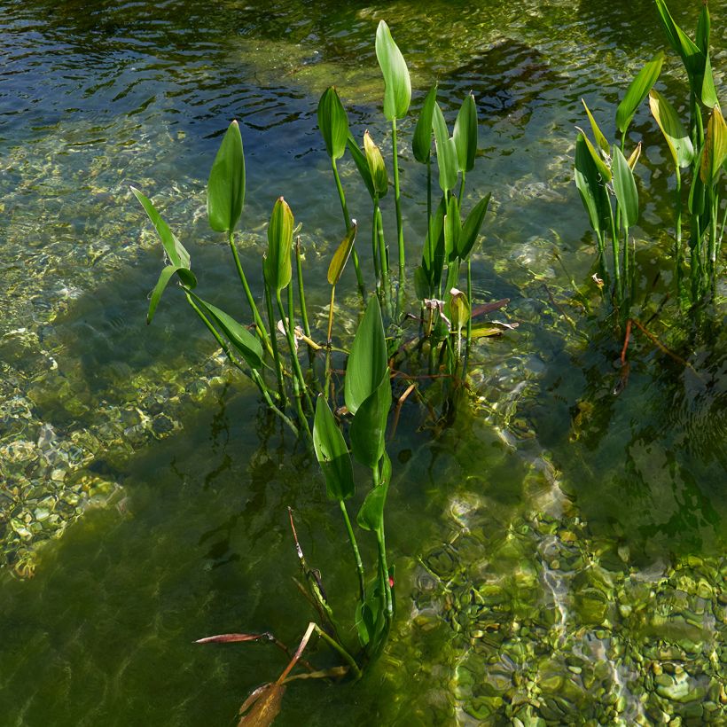 Pontederia lanceolata - Reuzensnoekkruid (Groeiplaats)