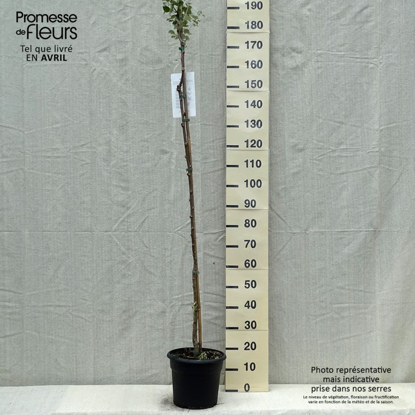 Exemplaar van Populus alba - Witte abeel Pot van 7,5 l/10 l zoals geleverd in de lente