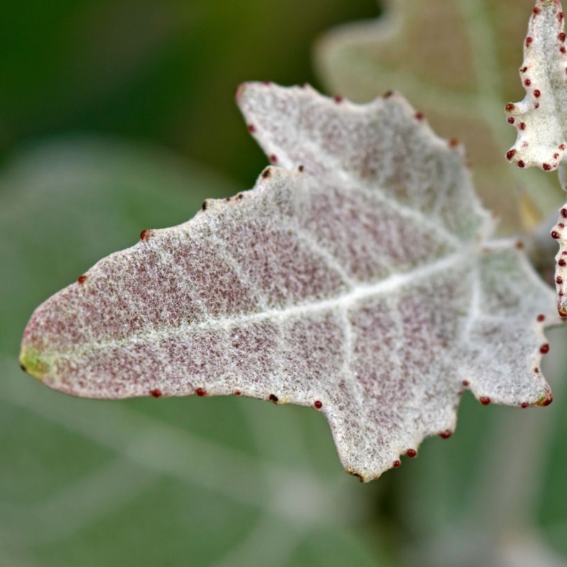 Populus alba - Witte abeel (Blad)