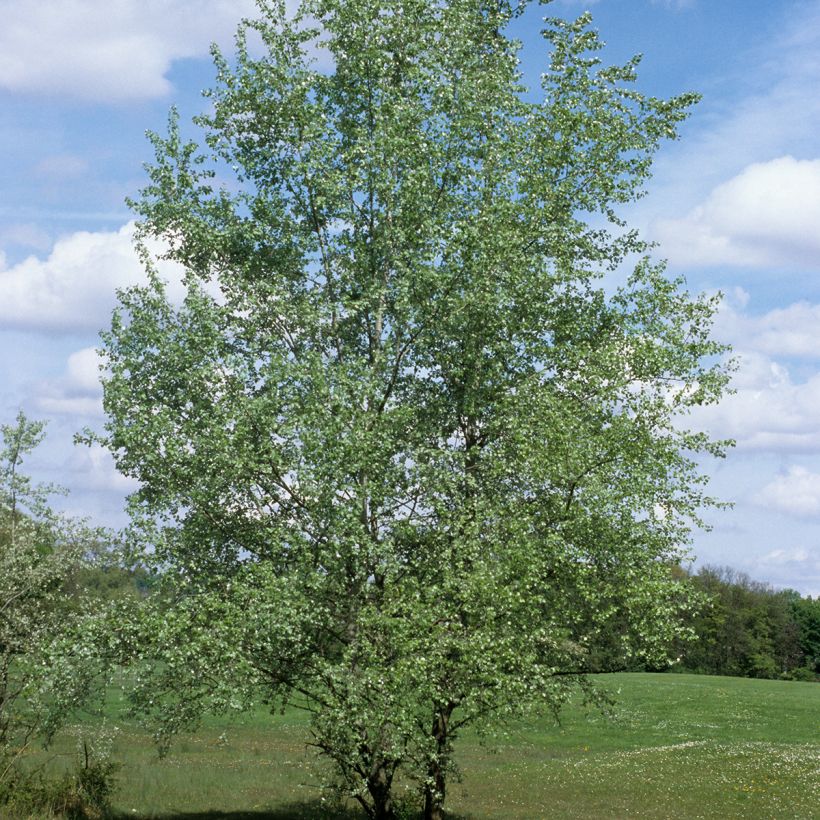 Populus alba - Witte abeel (Groeiplaats)