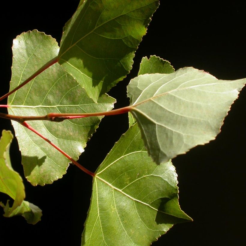 Populus Robusta - Canadapopulier (Foliage)