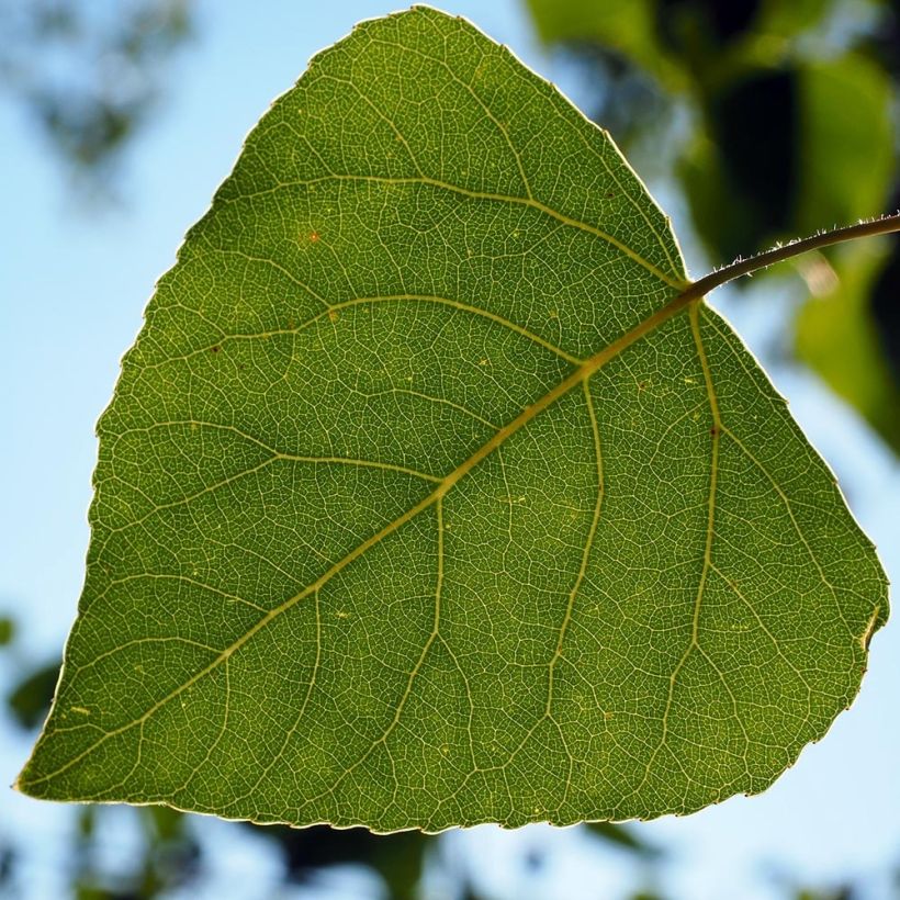 Populus nigra Italica - Zwarte populier (Blad)
