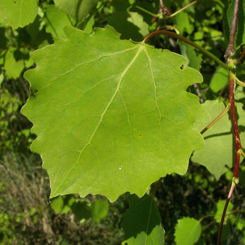 Populus tremula - Ratelpopulier (Blad)