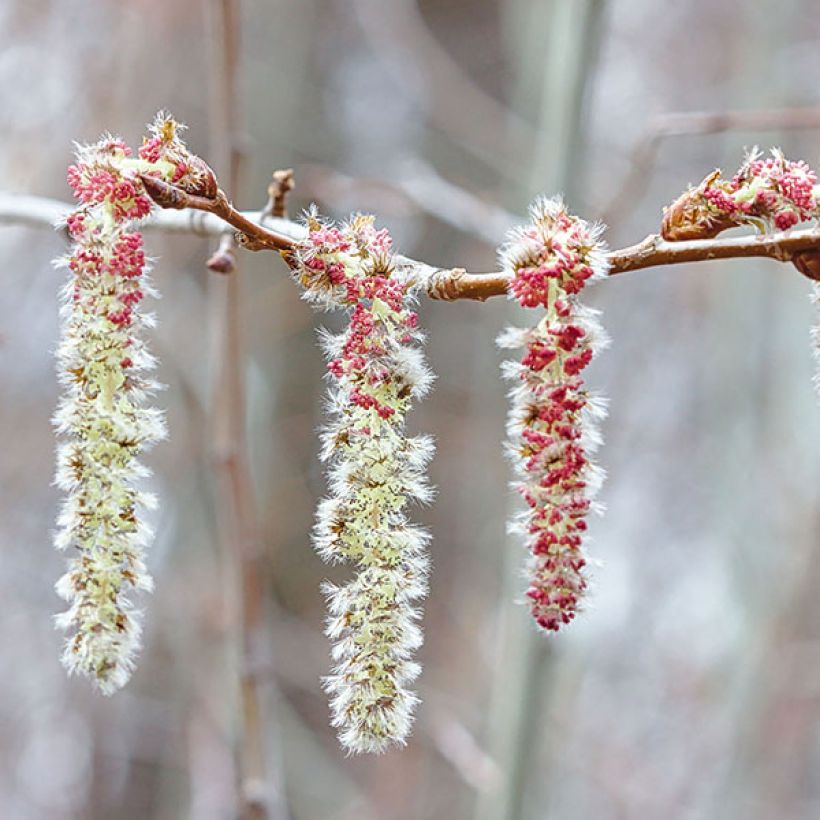 Populus tremula - Ratelpopulier (Bloei)