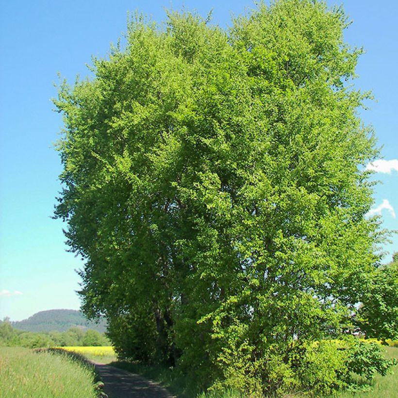 Populus tremula - Ratelpopulier (Groeiplaats)