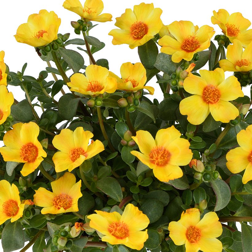 Portulaca Pazzaz Nano Yellow Twist - Postelein (Bloei)