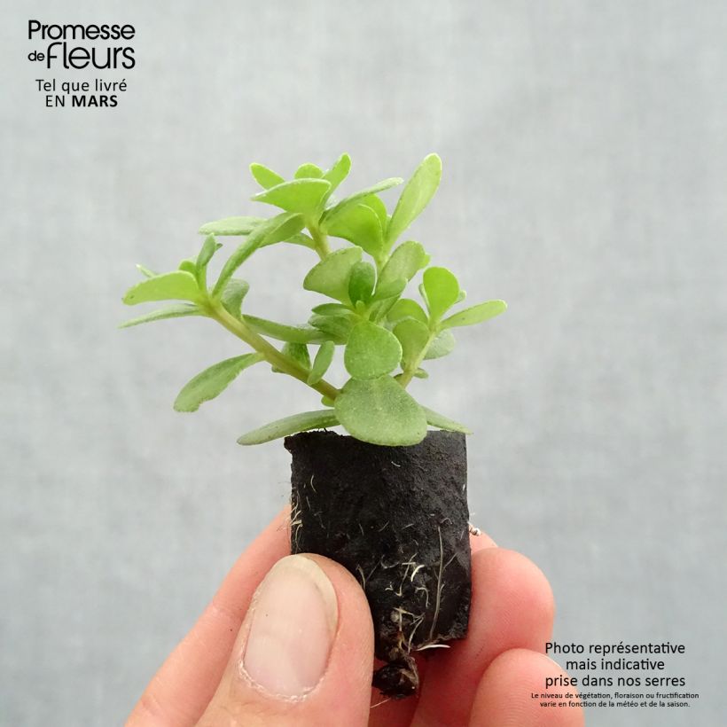 Exemplaar van Portulaca Pazzaz Nano Oranje - Postelein Mini-mot Ø 3/4 cm zoals geleverd in de lente