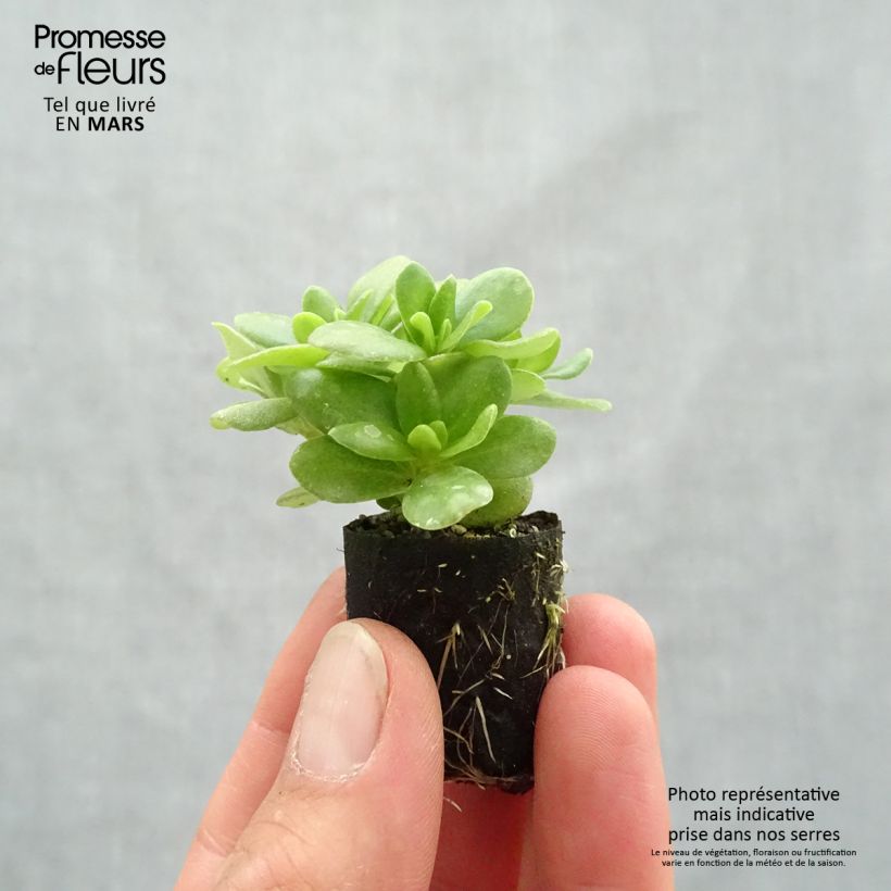 Exemplaar van Portulaca Pazzaz Nano Yellow - Postelein Mini-mot Ø 3/4 cm zoals geleverd in de lente