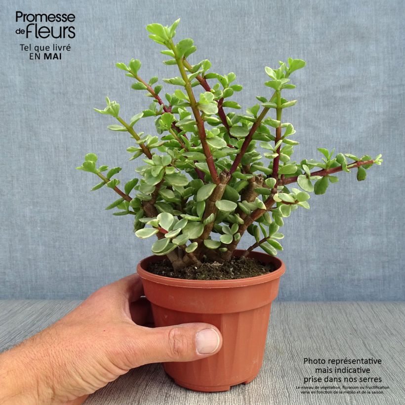 Exemplaar van Portulacaria afra Variegata - Spekboom Pot van 12 cm / 13 cm zoals geleverd in de lente