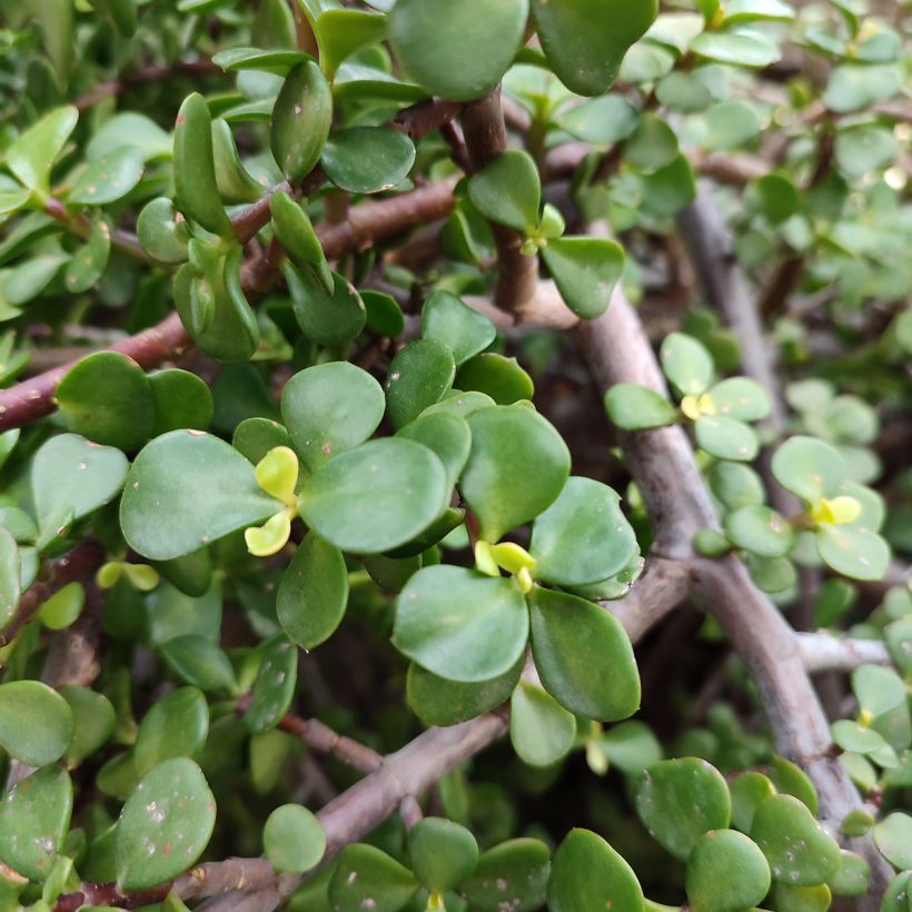 Portulacaria afra - Spekboom (Blad)