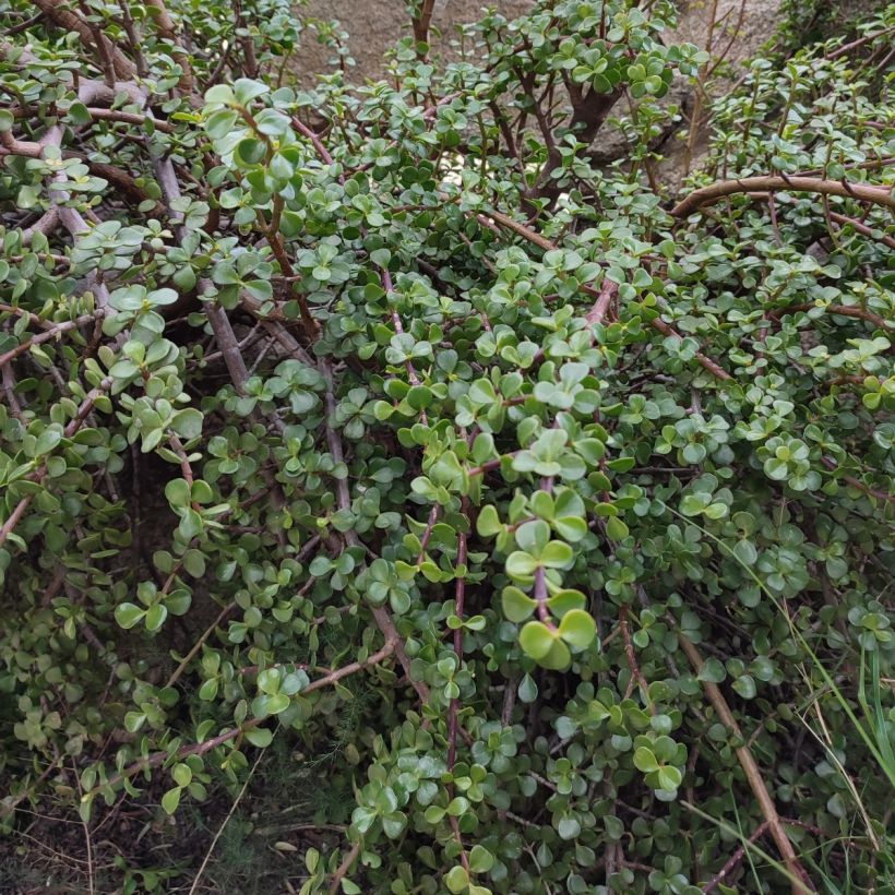 Portulacaria afra - Spekboom (Groeiplaats)