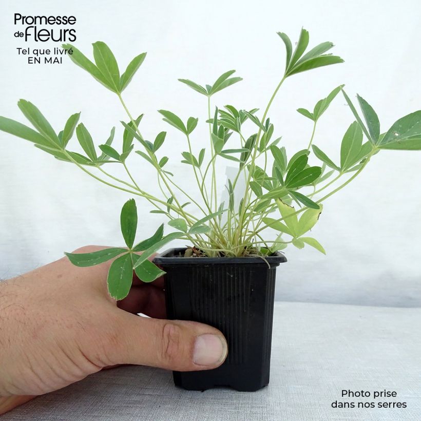 Exemplaar van Potentilla alba - Witte ganzerik Kweekpotje van 8/9 cm zoals geleverd in de lente