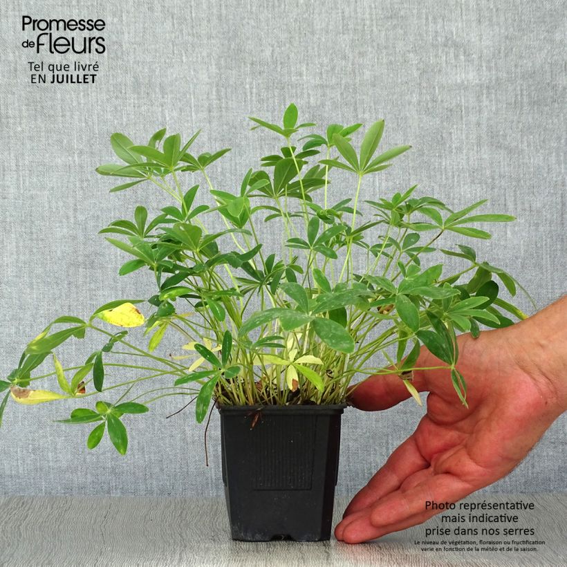 Exemplaar van Potentilla alba - Witte ganzerik Kweekpotje van 8/9 cm zoals geleverd in de zomer
