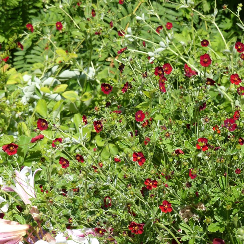 Potentilla atrosanguinea - Donkerbloedrode ganzerik (Groeiplaats)