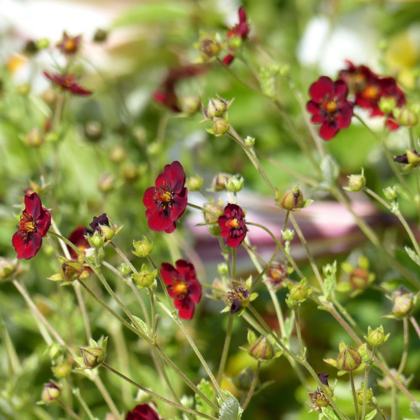 Potentilla atrosanguinea - Donkerbloedrode ganzerik (Bloei)