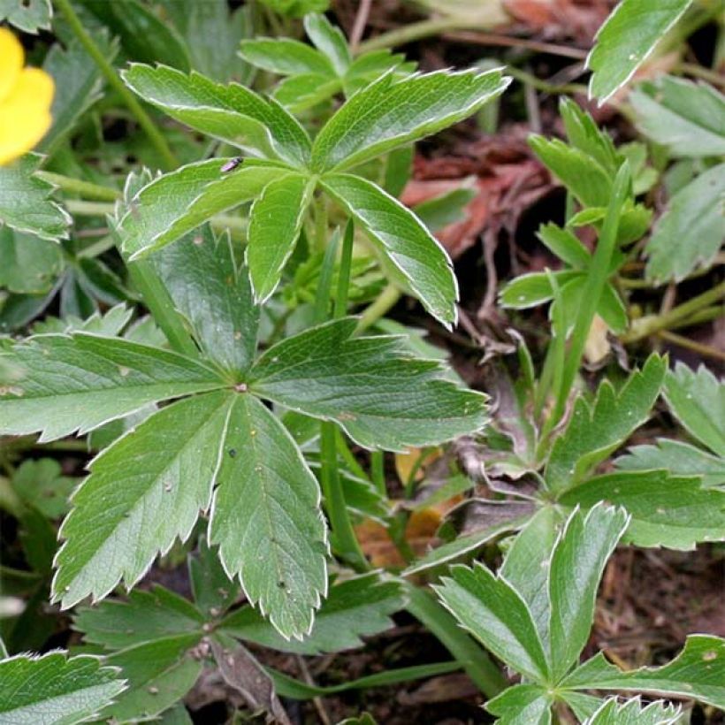 Potentilla aurea - Gouden ganzerik (Blad)
