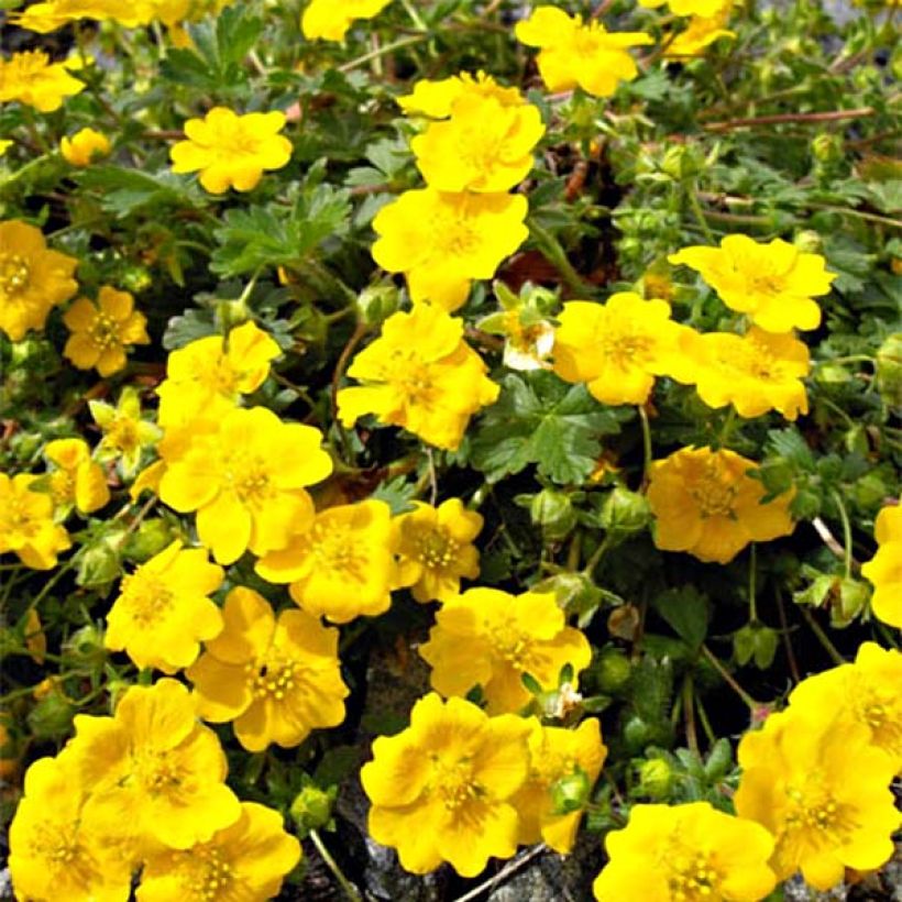 Potentilla aurea - Gouden ganzerik (Bloei)